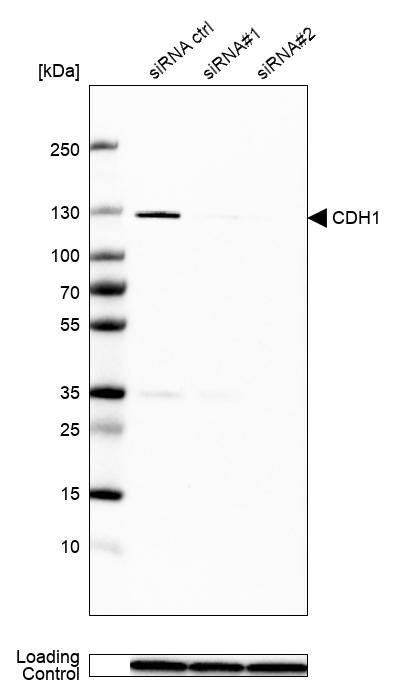 E-Cadherin Antibody (CL1170) - Azide and BSA Free Western Blot: E-Cadherin Antibody [NBP3-43887]