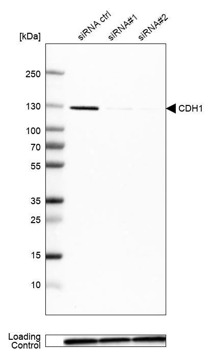 E-Cadherin Antibody (CL1172) - Azide and BSA Free Western Blot: E-Cadherin Antibody [NBP3-43888]