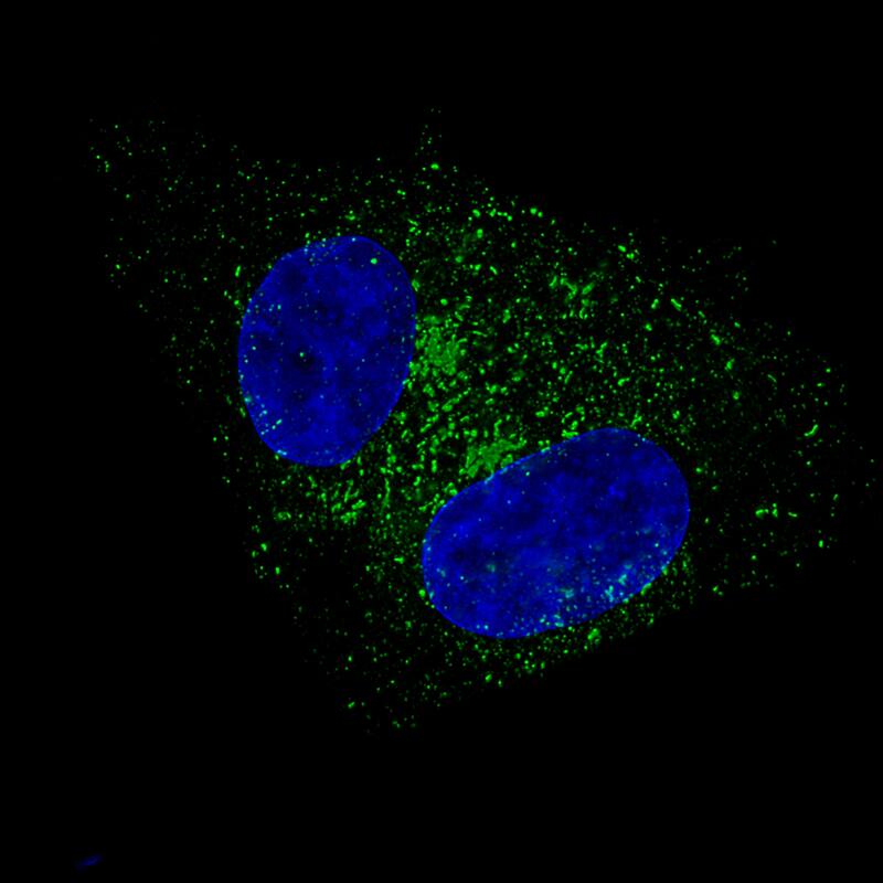Fibulin 1 Antibody (CL0337) - Azide and BSA Free Immunocytochemistry/ Immunofluorescence: Fibulin 1 Antibody [NBP3-43893]