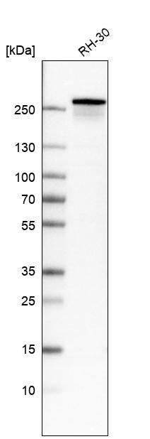 Dysferlin Antibody (CL10888) - Azide and BSA Free Western Blot: Dysferlin Antibody [NBP3-43895]