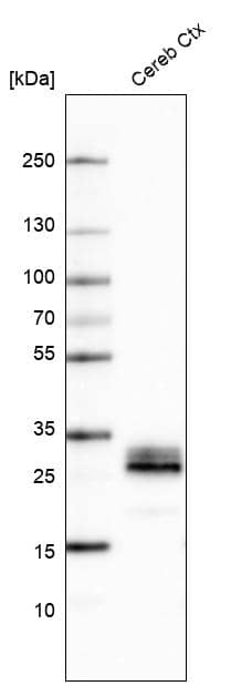 Aquaporin-4 Antibody (CL0178) - Azide and BSA Free Western Blot: Aquaporin-4 Antibody [NBP3-43897]
