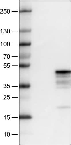 Mcl-1 Antibody (CL1128) - Azide and BSA Free Western Blot: Mcl-1 Antibody [NBP3-43898]