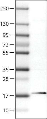 RBM3 Antibody (CL0296) - Azide and BSA Free Western Blot: RBM3 Antibody [NBP3-43899]