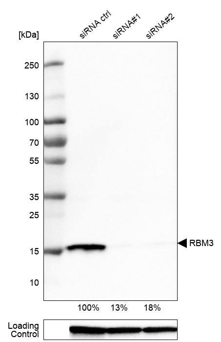 RBM3 Antibody (CL0296) - Azide and BSA Free Western Blot: RBM3 Antibody [NBP3-43899]