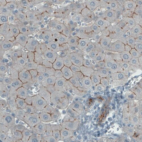 Occludin Antibody (CL1555) - Azide and BSA Free Immunohistochemistry-Paraffin: Occludin Antibody [NBP3-43902]