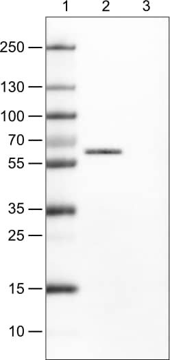 Occludin Antibody (CL1608) - Azide and BSA Free Western Blot: Occludin Antibody [NBP3-43904]