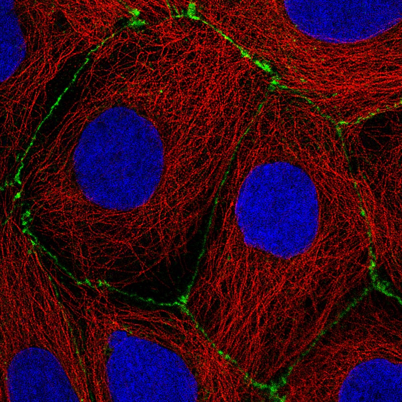 Occludin Antibody (CL1608) - Azide and BSA Free Immunocytochemistry/ Immunofluorescence: Occludin Antibody [NBP3-43904]