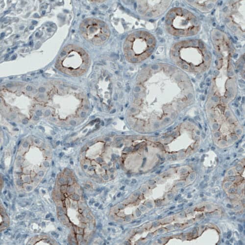 Occludin Antibody (CL1608) - Azide and BSA Free Immunohistochemistry-Paraffin: Occludin Antibody [NBP3-43904]