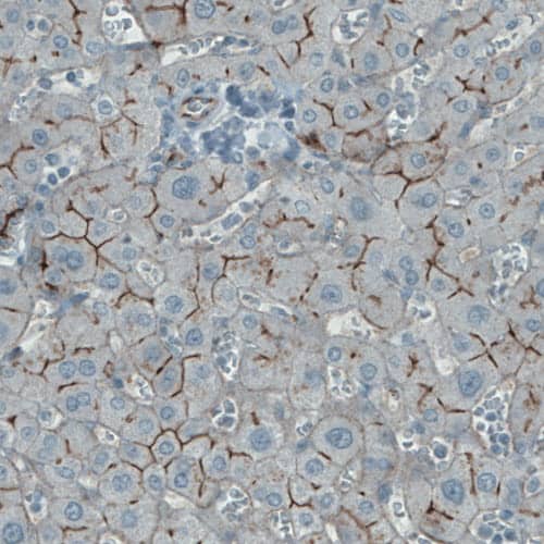 Occludin Antibody (CL1608) - Azide and BSA Free Immunohistochemistry-Paraffin: Occludin Antibody [NBP3-43904]