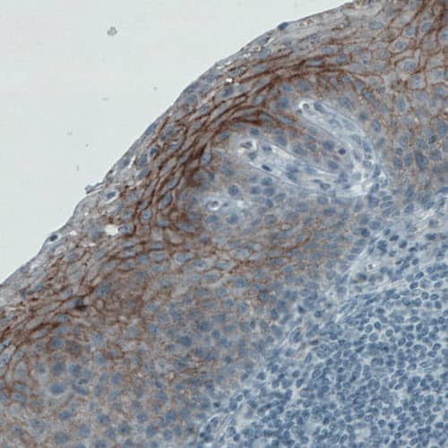 Occludin Antibody (CL1608) - Azide and BSA Free Immunohistochemistry-Paraffin: Occludin Antibody [NBP3-43904]