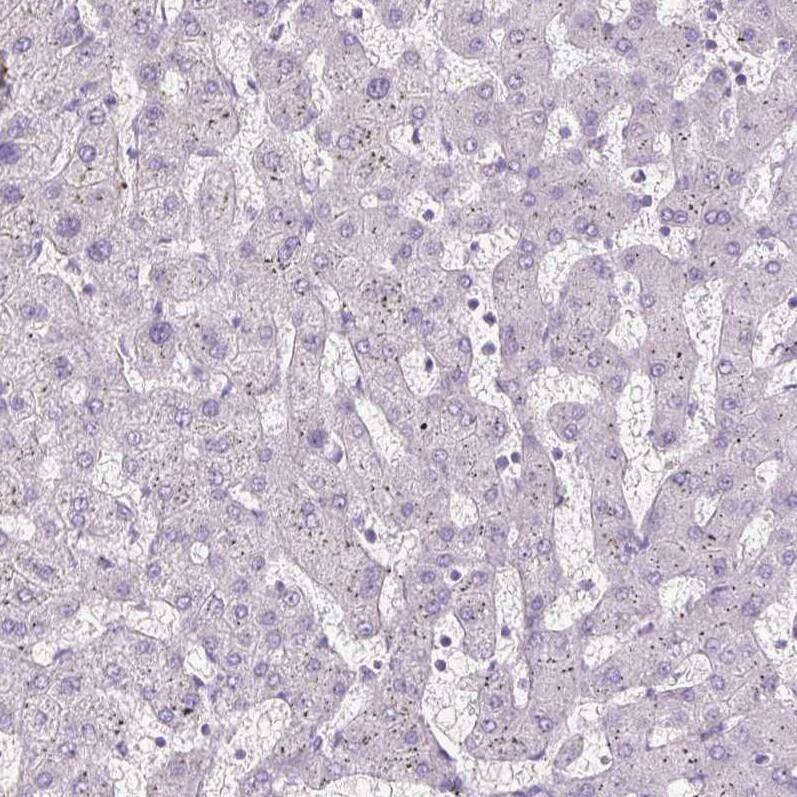 Fibrillin 1 Antibody (CL0225) - Azide and BSA Free Immunohistochemistry-Paraffin: Fibrillin 1 Antibody [NBP3-43905]