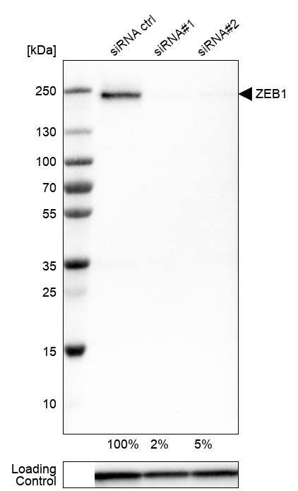 ZEB1 Antibody (CL0151) - Azide and BSA Free Western Blot: ZEB1 Antibody [NBP3-43907]