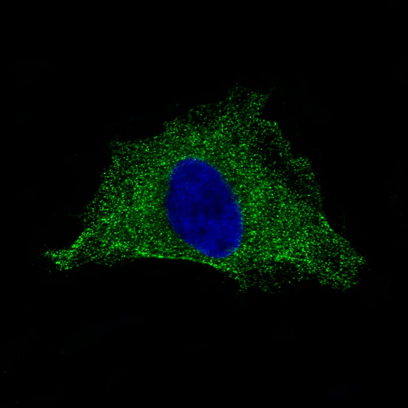 PLA2R1 Antibody (CL0474) - Azide and BSA Free Immunocytochemistry/ Immunofluorescence: PLA2R1 Antibody [NBP3-43909]