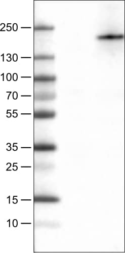 PLA2R1 Antibody (CL0485) - Azide and BSA Free Western Blot: PLA2R1 Antibody [NBP3-43910]