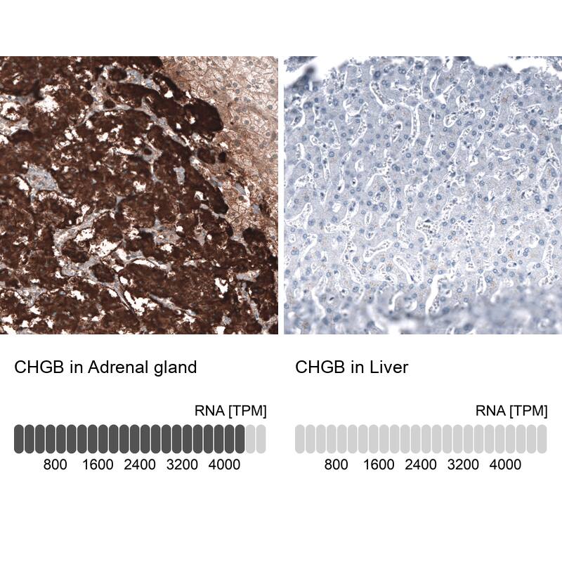 Chromogranin B Antibody (CL11393) - Azide and BSA Free Immunohistochemistry-Paraffin: Chromogranin B Antibody [NBP3-43914]