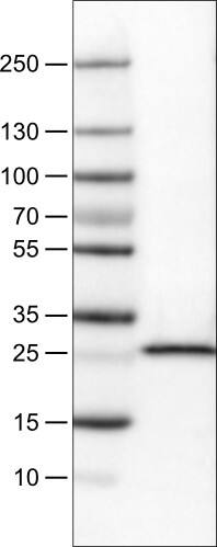 SDHB Antibody (CL0349) - Azide and BSA Free Western Blot: SDHB Antibody [NBP3-43917]
