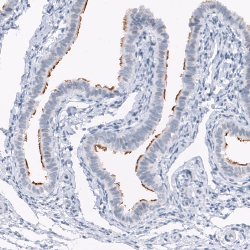 ANO2 Antibody (CL10632) - Azide and BSA Free Immunohistochemistry-Paraffin: ANO2 Antibody [NBP3-43920]