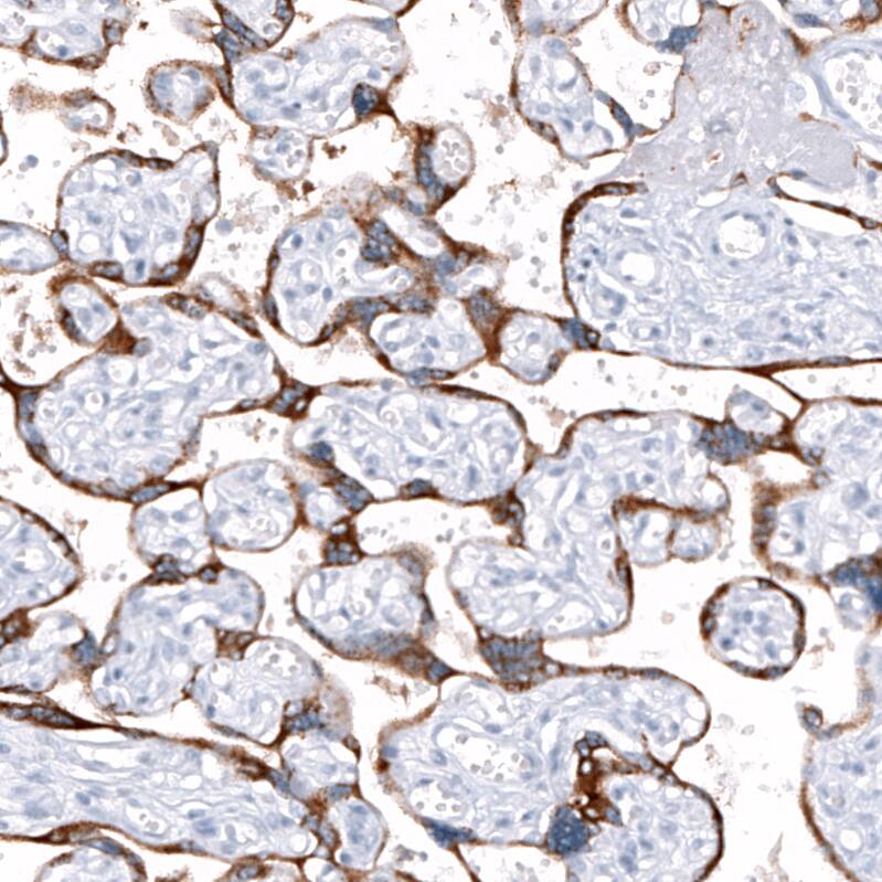 ANO2 Antibody (CL10632) - Azide and BSA Free Immunohistochemistry-Paraffin: ANO2 Antibody [NBP3-43920]