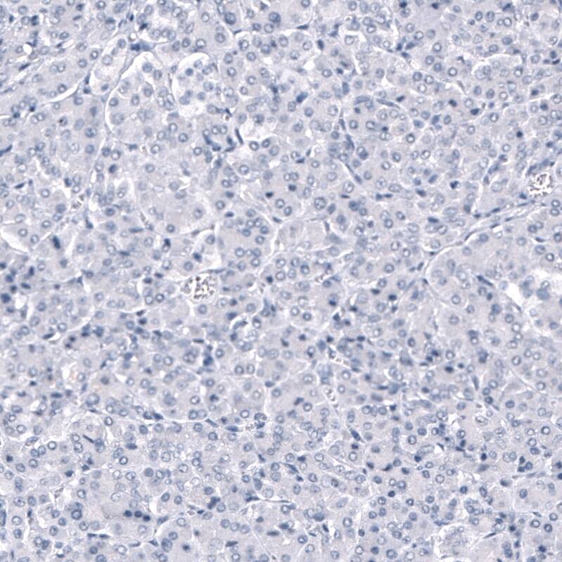 ANO2 Antibody (CL10632) - Azide and BSA Free Immunohistochemistry-Paraffin: ANO2 Antibody [NBP3-43920]