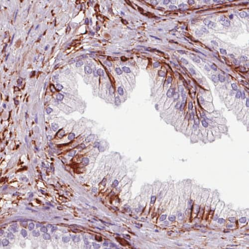 Vimentin Antibody (CL0157) - Azide and BSA Free Immunohistochemistry-Paraffin: Vimentin Antibody [NBP3-43924]