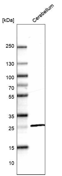 Calbindin D-28K Antibody (CL15065) - Azide and BSA Free Western Blot: Calbindin D-28K Antibody [NBP3-43925]