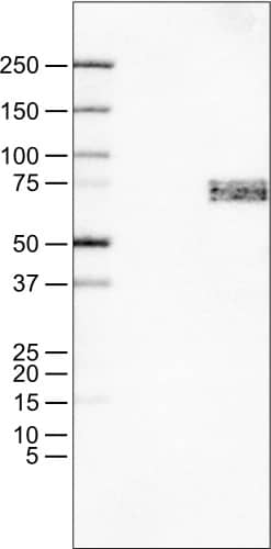SOX11 Antibody (CL0143) - Azide and BSA Free Western Blot: SOX11 Antibody [NBP3-43927]