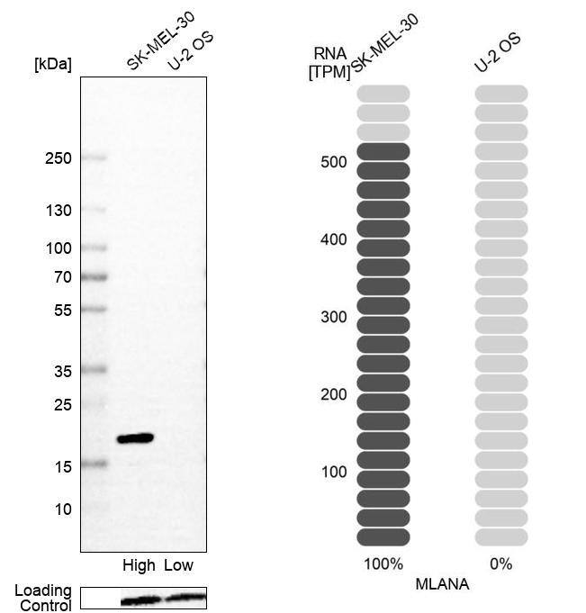 Melan-A/MART-1 Antibody (CL12864) - Azide and BSA Free Western Blot: Melan-A/MART-1 Antibody [NBP3-43932]
