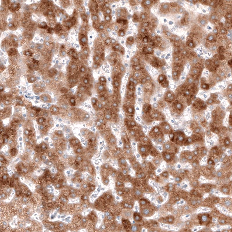 HMG-CoA Reductase/HMGCR Antibody (CL0260) - Azide and BSA Free Immunohistochemistry-Paraffin: HMG-CoA Reductase/HMGCR Antibody [NBP3-43933]