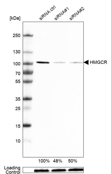 HMG-CoA Reductase/HMGCR Antibody (CL0260) - Azide and BSA Free Western Blot: HMG-CoA Reductase/HMGCR Antibody [NBP3-43933]
