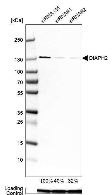 DIAPH-2 Antibody (CL1111) - Azide and BSA Free Western Blot: DIAPH-2 Antibody [NBP3-43934]