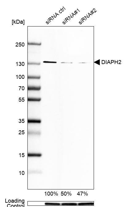 DIAPH-2 Antibody (CL1113) - Azide and BSA Free Western Blot: DIAPH-2 Antibody [NBP3-43935]