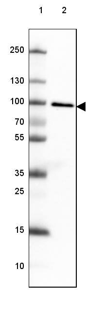 TLE3 Antibody (CL3573) - Azide and BSA Free Western Blot: TLE3 Antibody [NBP3-43936]