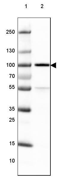 TLE3 Antibody (CL3573) - Azide and BSA Free Western Blot: TLE3 Antibody [NBP3-43936]