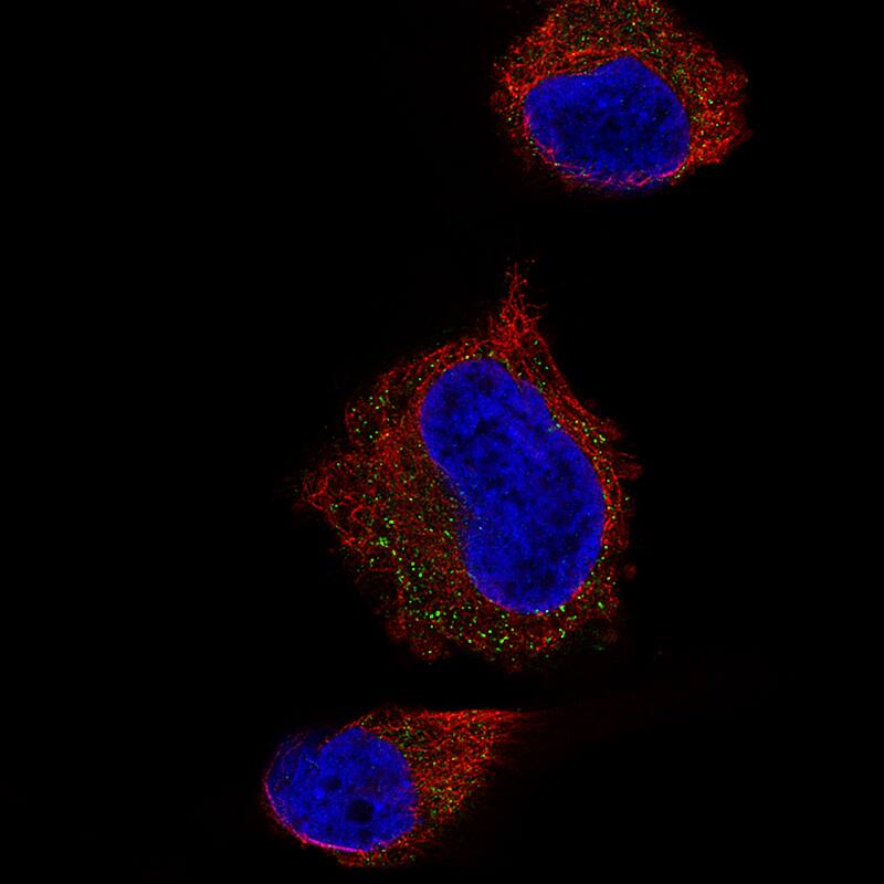 Syntaxin 7 Antibody (CL0257) - Azide and BSA Free Immunocytochemistry/ Immunofluorescence: Syntaxin 7 Antibody [NBP3-43939]