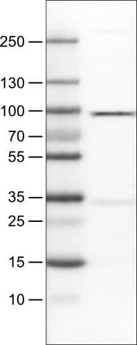 STAT3 Antibody (CL0492) - Azide and BSA Free Western Blot: STAT3 Antibody [NBP3-43941]