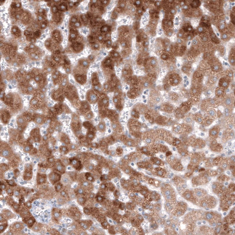 HMG-CoA Reductase/HMGCR Antibody (CL0259) - Azide and BSA Free Immunohistochemistry-Paraffin: HMG-CoA Reductase/HMGCR Antibody [NBP3-43943]