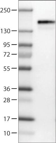 Anillin Antibody (CL0301) - Azide and BSA Free Western Blot: Anillin Antibody [NBP3-43944]