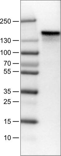 Anillin Antibody (CL0303) - Azide and BSA Free Western Blot: Anillin Antibody [NBP3-43945]