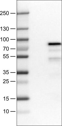 TCF-2/HNF-1 beta Antibody (CL0374) - Azide and BSA Free Western Blot: TCF-2/HNF-1 beta Antibody [NBP3-43951]
