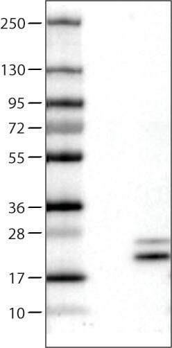 RNASE7 Antibody (CL0224) - Azide and BSA Free Western Blot: RNASE7 Antibody [NBP3-43953]