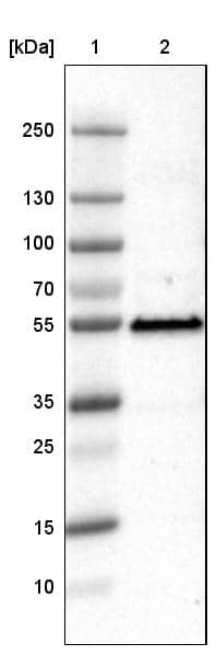 p53 Antibody (CL2199) - Azide and BSA Free Western Blot: p53 Antibody [NBP3-43954]