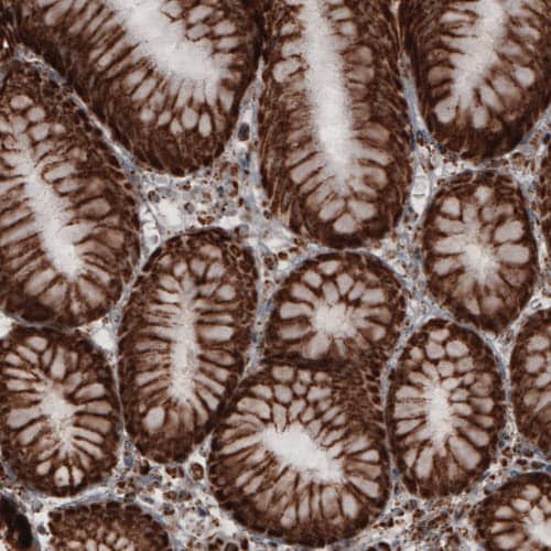 COX4 Antibody (CL3501) - Azide and BSA Free Immunohistochemistry-Paraffin: COX4 Antibody [NBP3-43961]