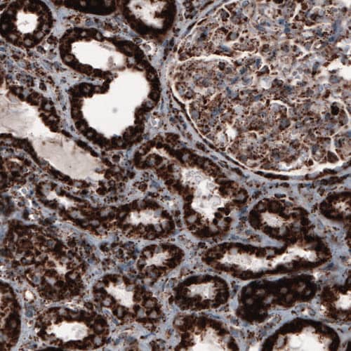 COX4 Antibody (CL3497) - Azide and BSA Free Immunohistochemistry-Paraffin: COX4 Antibody [NBP3-43962]