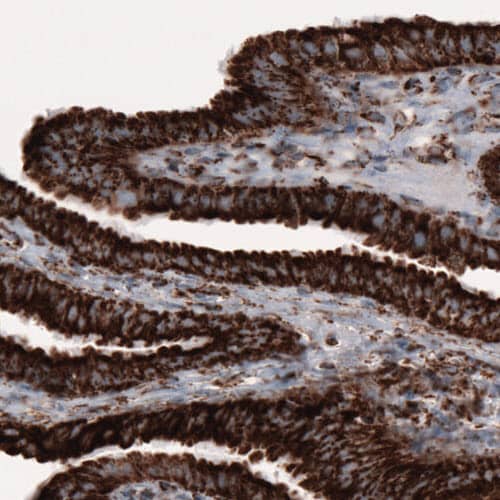 COX4 Antibody (CL3497) - Azide and BSA Free Immunohistochemistry-Paraffin: COX4 Antibody [NBP3-43962]