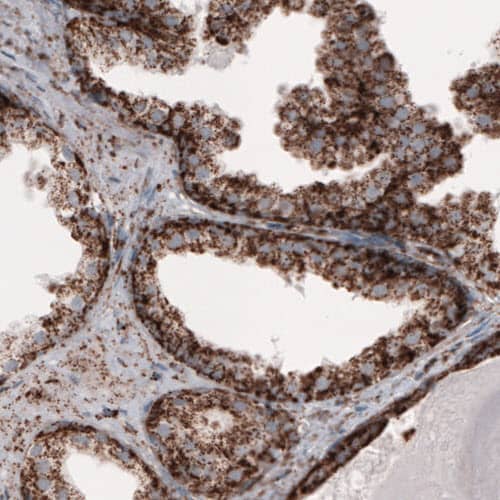 COX4 Antibody (CL3497) - Azide and BSA Free Immunohistochemistry-Paraffin: COX4 Antibody [NBP3-43962]