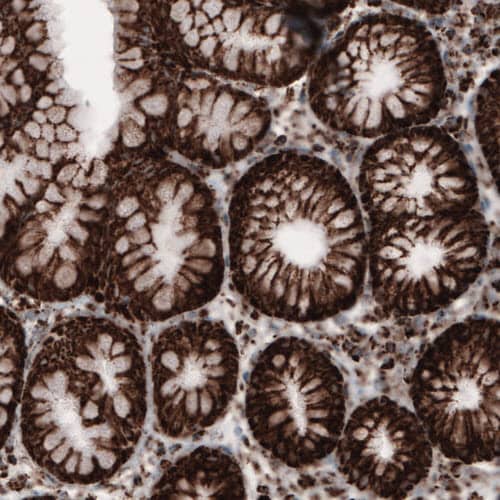 COX4 Antibody (CL3497) - Azide and BSA Free Immunohistochemistry-Paraffin: COX4 Antibody [NBP3-43962]