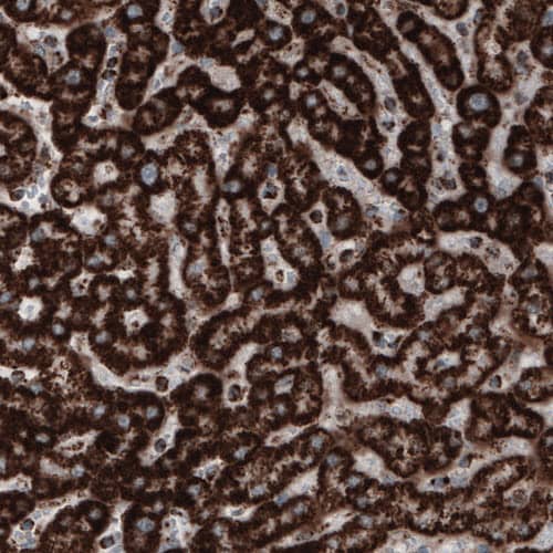 COX4 Antibody (CL3497) - Azide and BSA Free Immunohistochemistry-Paraffin: COX4 Antibody [NBP3-43962]