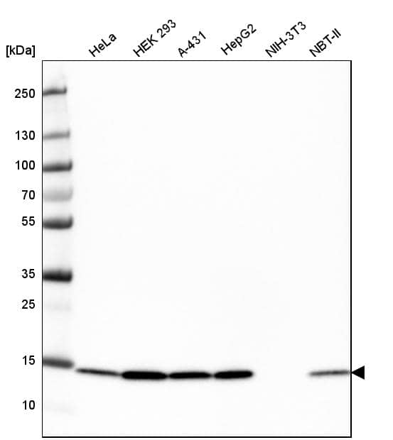 COX4 Antibody (CL3497) - Azide and BSA Free Western Blot: COX4 Antibody [NBP3-43962]