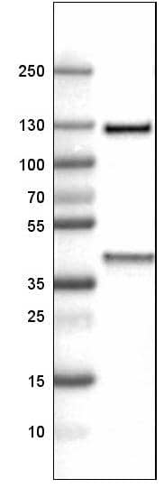 ITIH4 Antibody (CL1858) - Azide and BSA Free Western Blot: ITIH4 Antibody [NBP3-43963]