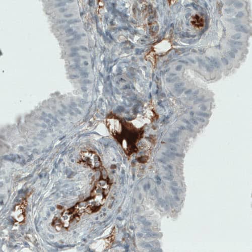ITIH4 Antibody (CL1858) - Azide and BSA Free Immunohistochemistry-Paraffin: ITIH4 Antibody [NBP3-43963]